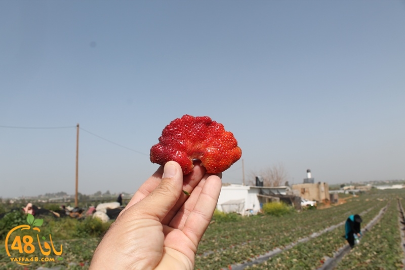 a7bab aqsa farawla (17).JPG